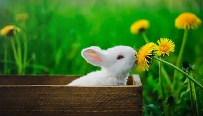 开云网页版-VALORANT 选手竞技状态持续火爆，valorant战绩