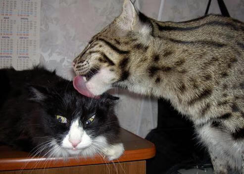 KPL战队队内语音曝光：战术指挥与团队氛围，kpl比赛队员交流录音