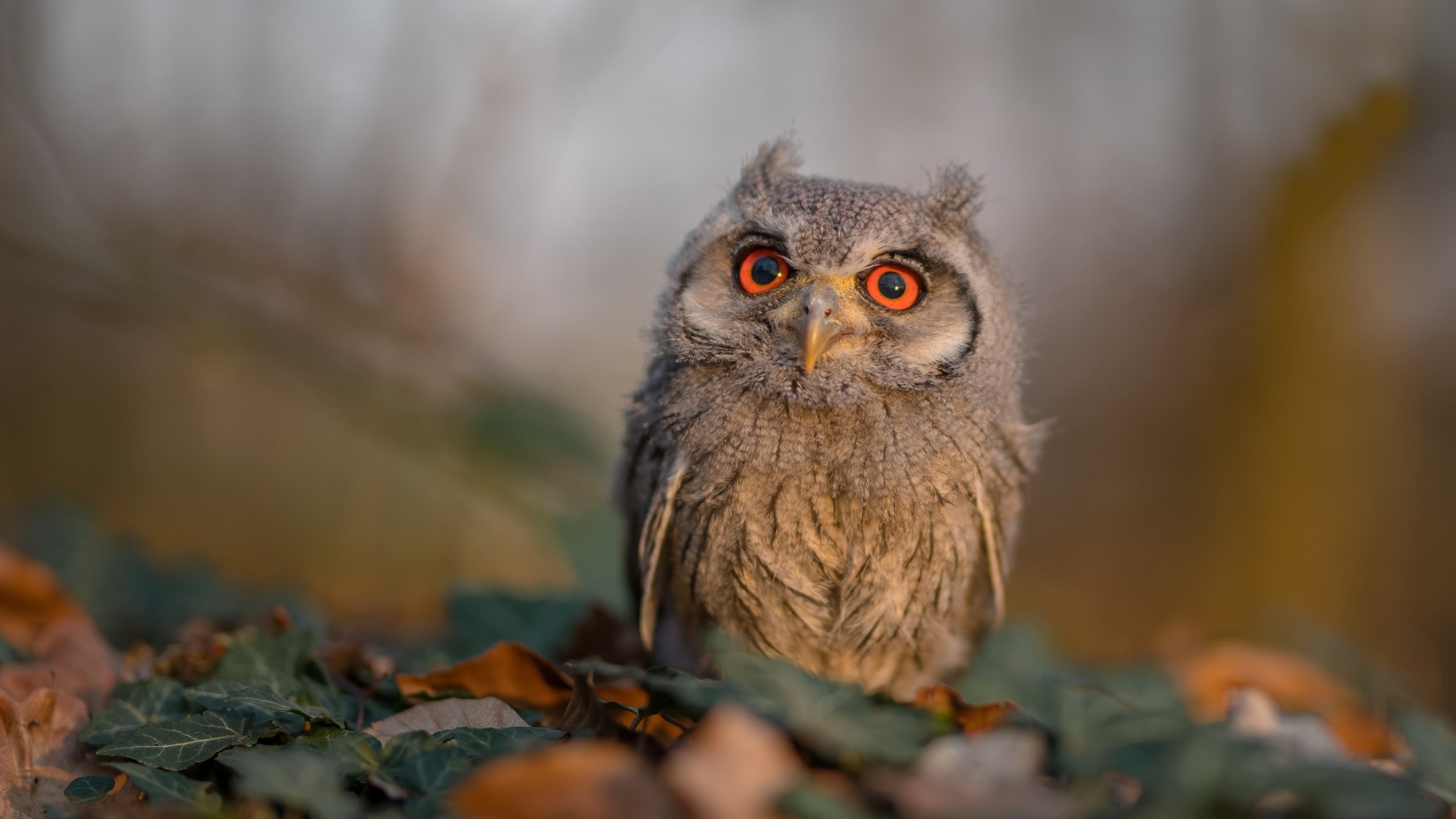 kaiyun体育综合-_双人舞结合：运动与舞蹈的完美结合比赛_，体育舞蹈的双人配合