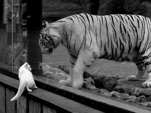 开云官方网站-伯恩茅斯连续平局，保级压力持续增加，伯恩茅斯ds