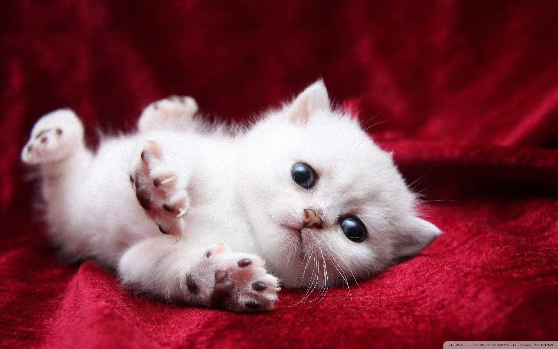 开云官网-史上最扣人心弦的“冠军争夺战”伟大回忆，冠军争夺赛