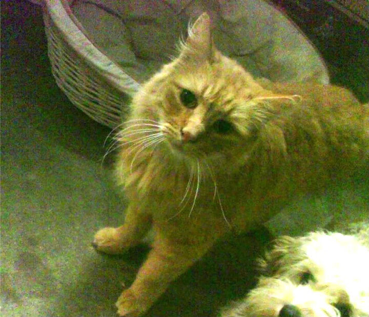 技术规范更新：未来F1的发展方向，f1研发