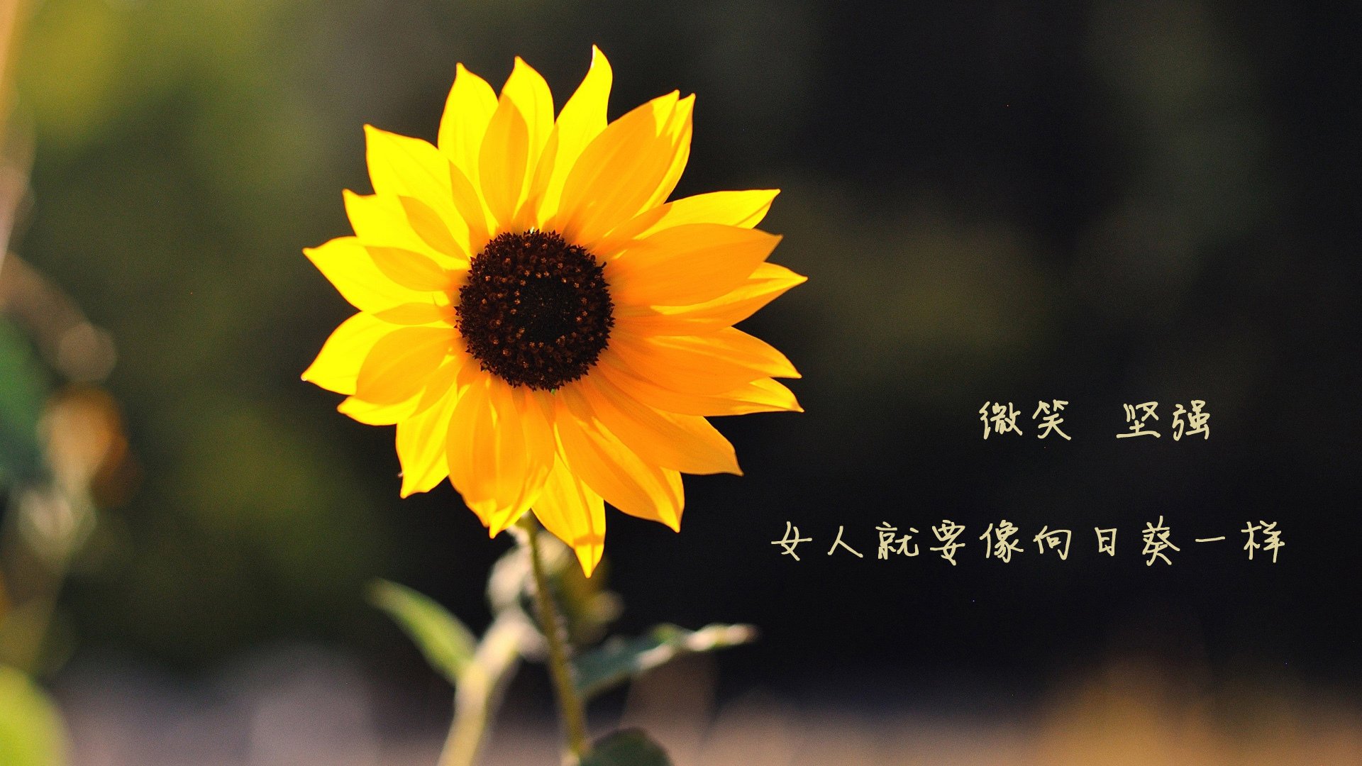 kaiyun体育app-FaZe有望带动LCS娱乐化转型，faze col