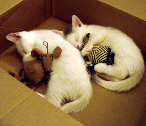 卢顿逆转客场战胜贝里茅尔,取得联赛三连胜,球队状态火爆,顿巴斯与卢甘斯克