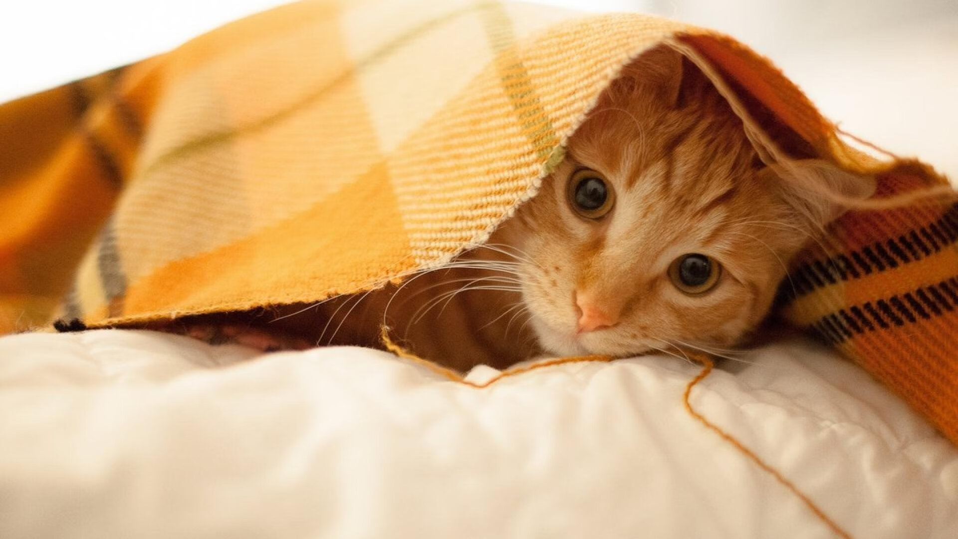 巴黎圣日耳曼主场击败尼斯,取得背靠背胜利,巴黎圣日耳曼队首发