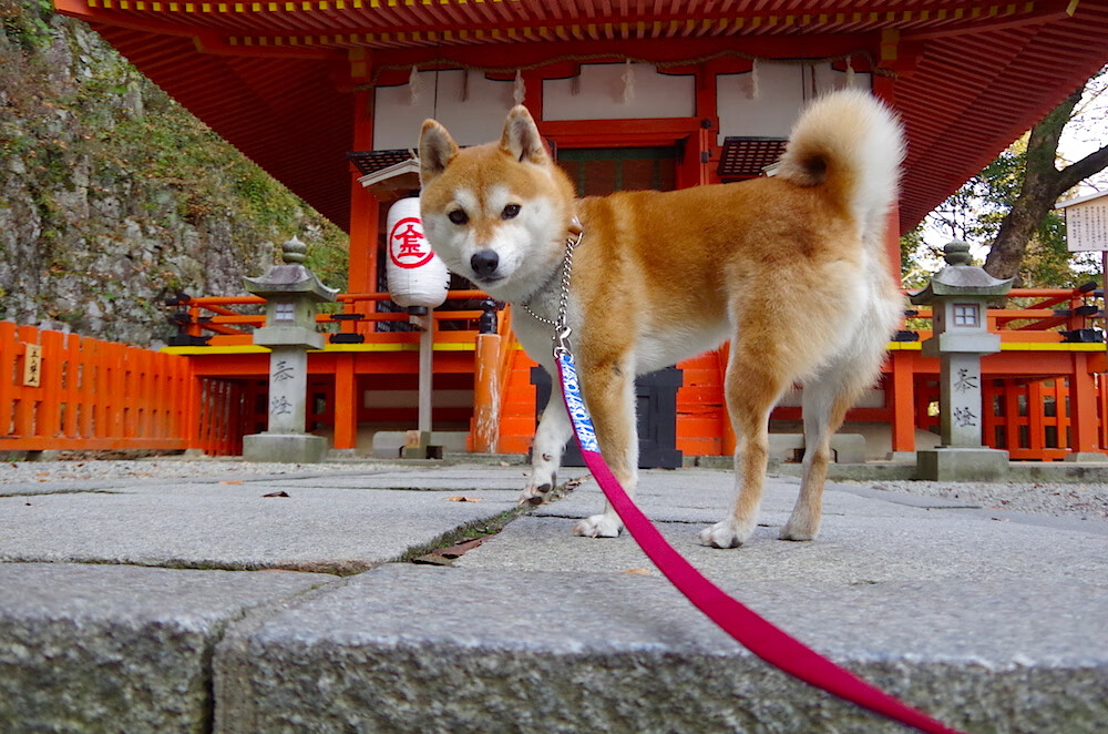 开云平台-河北华夏幸福将在主场迎战深圳佳兆业，谁能获得比赛胜利？，河北华夏幸福2018