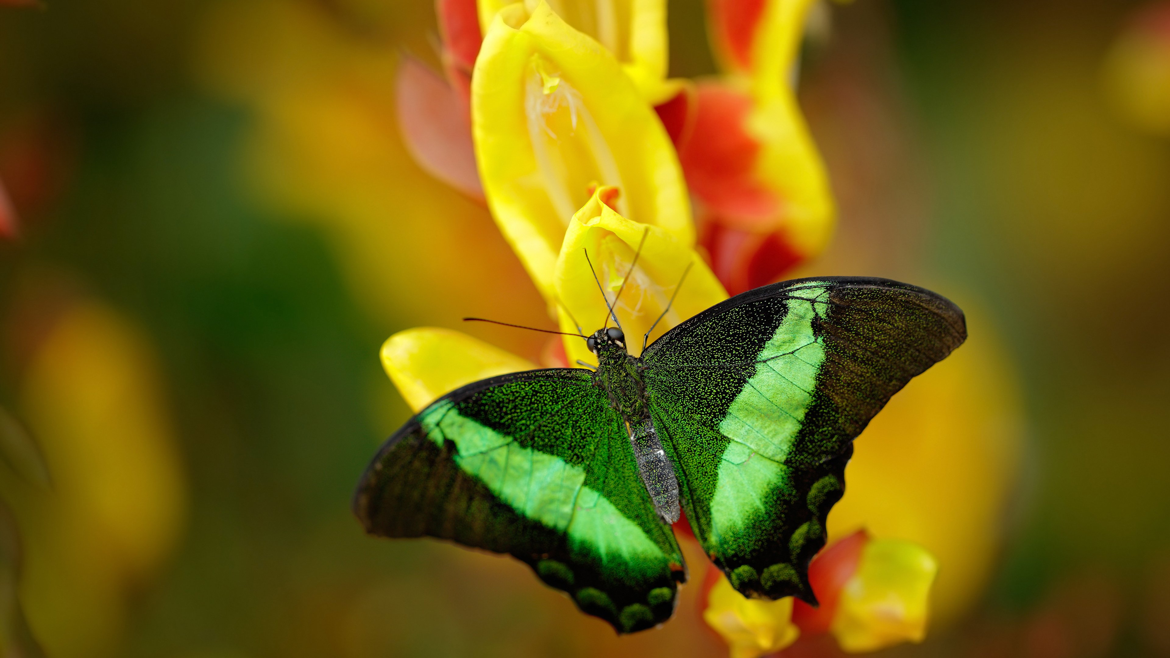 沙特阿拉伯女足凭借实力，名列前茅，沙特 女足