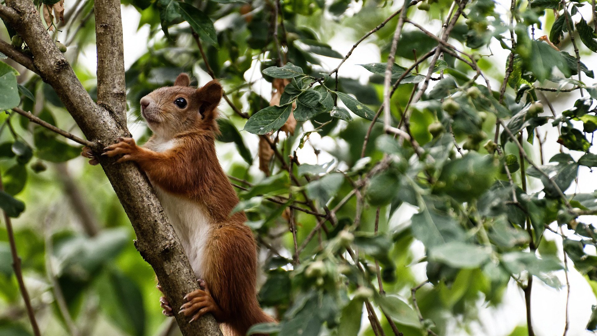 NBA赛季三分球趋势分析报告，nba赛季三分球趋势分析报告最新