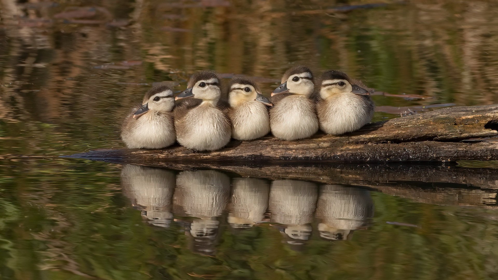 世界青少年游泳锦标赛中国队再添金牌,2021年青少年游泳锦标赛