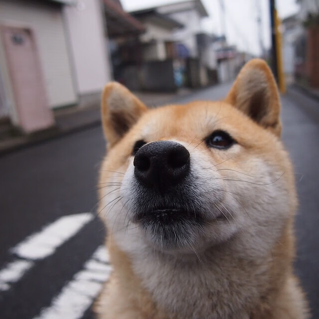 前段划水节奏快准稳，后段冲刺更从容，前划步后划步