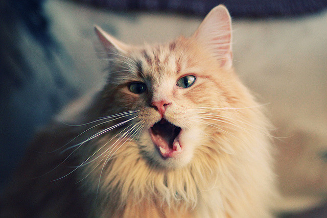 “美洲狮队的全能球员成就阿根廷橄榄球的腾飞”