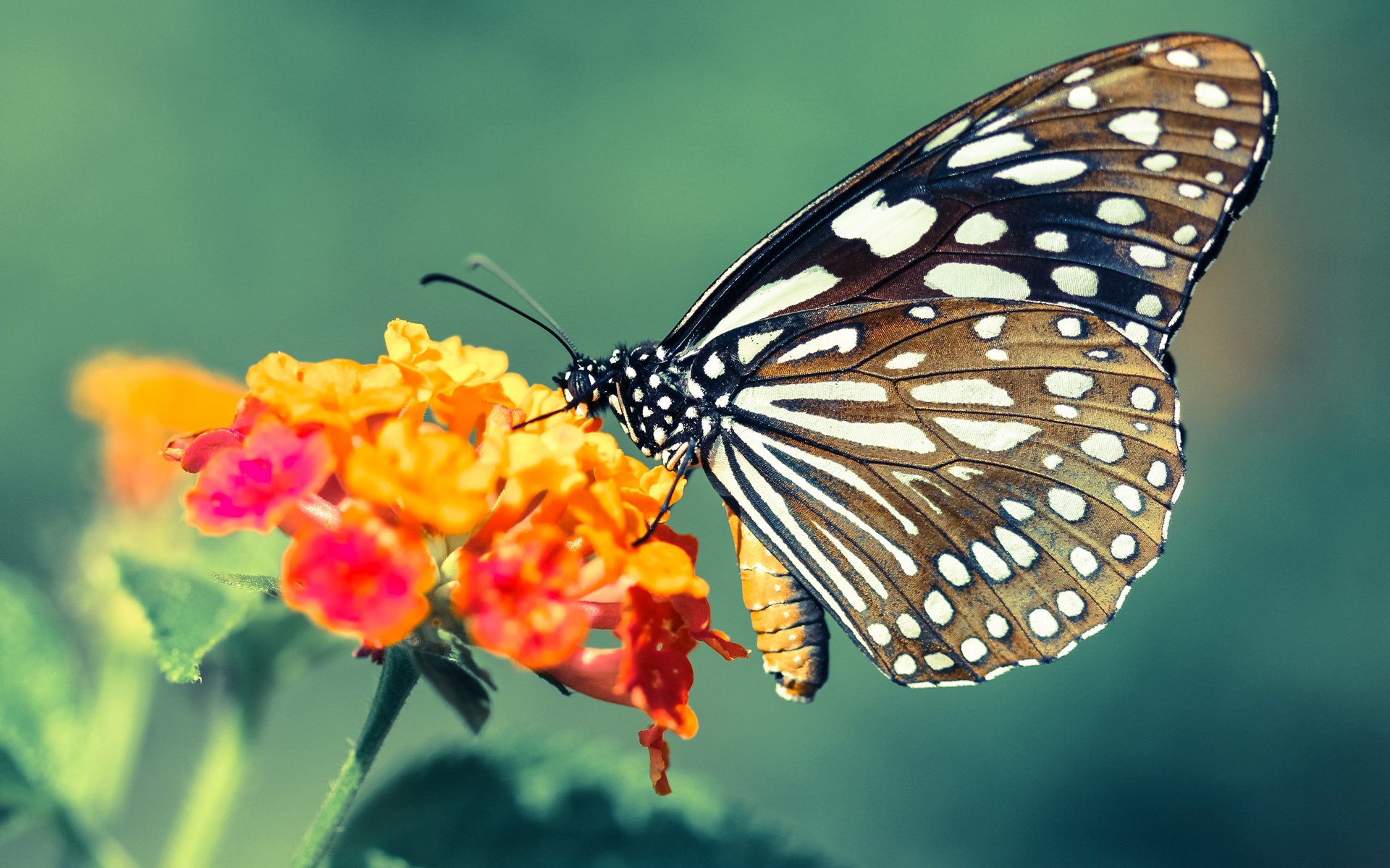 巴林女篮在西亚锦标赛中夺冠,体育事业持续腾飞