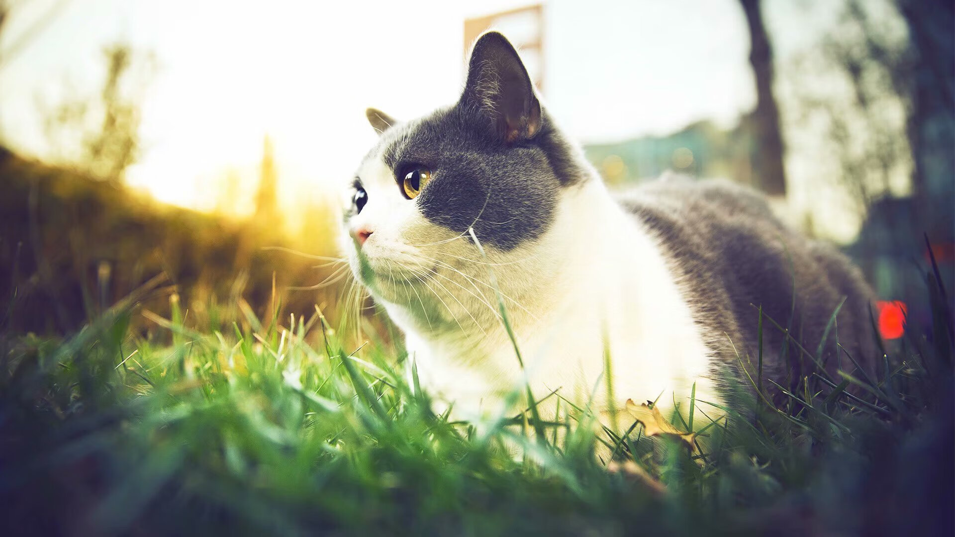 开云kaiyun-法甲赛季中的明星球员亮点表现，法甲赛季中的明星球员亮点表现是什么