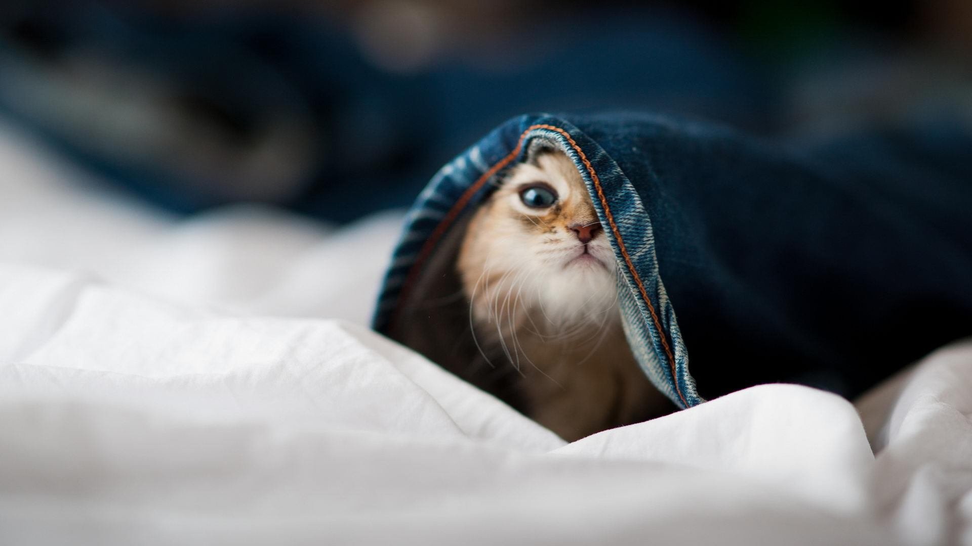 开云网站-法甲超级流星：每一次破门都堪称经典，法甲超级流星_每一次破门都堪称经典吗