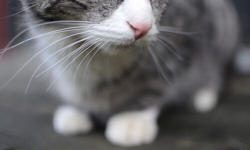 法甲超级流星：每一次破门都堪称经典，法甲超级流星_每一次破门都堪称经典吗