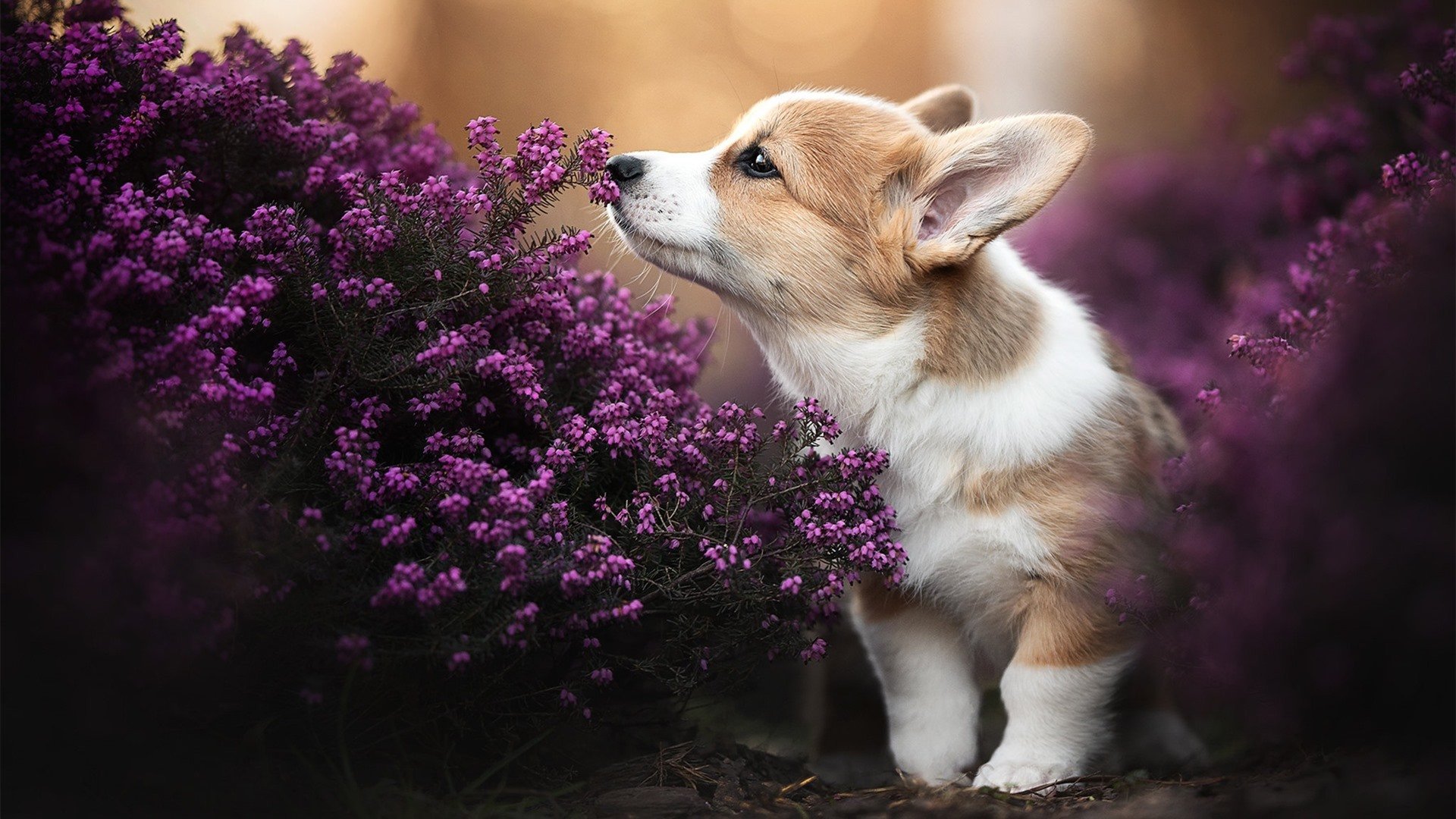 开云网页版-球员伤病康复进展良好，回归日期提前公布，球员伤病期间可以交易吗